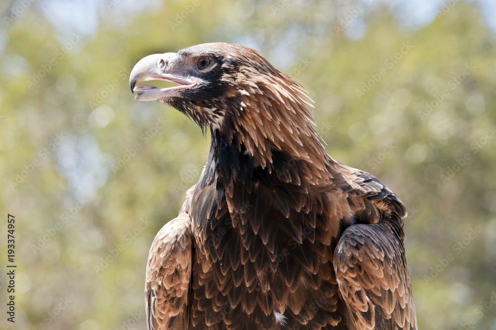 Fototapeta premium wedge tailed eagle