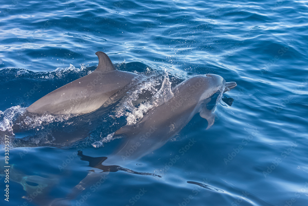 Obraz premium Two dolphins swimming in turquoise sea 
