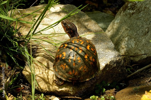 Box turtle in backyard garden photo