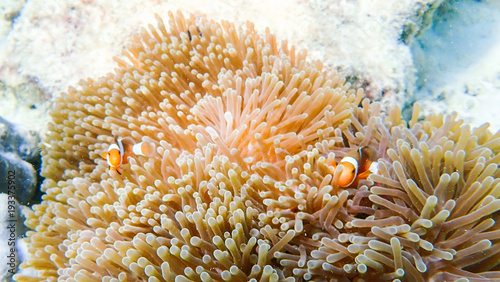 Clownfish fishes with sea anemone under the sea