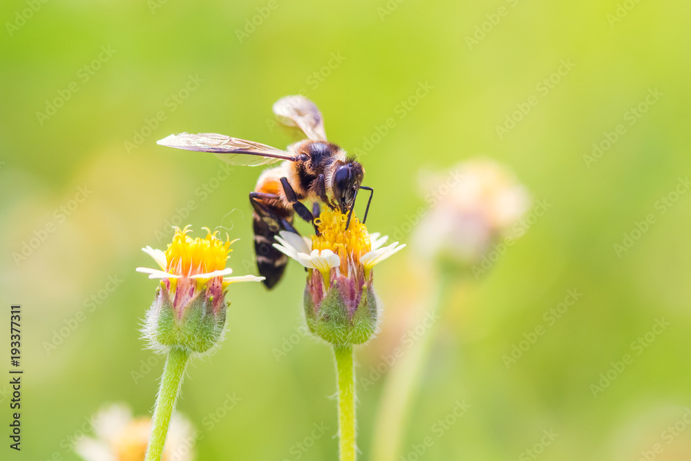 a Bee perched on the beautiful flower a Bee perched on the beautiful flower
