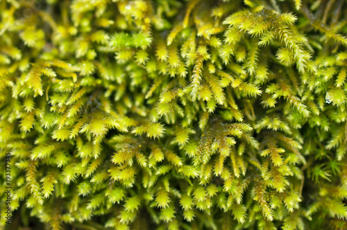 Green moss in closeup macro view