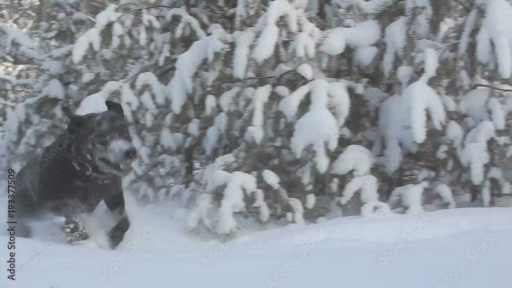 black dog labrador retriever runs fast through the snow in the forest black dog labrador retriever runs fast through the snow in the forest