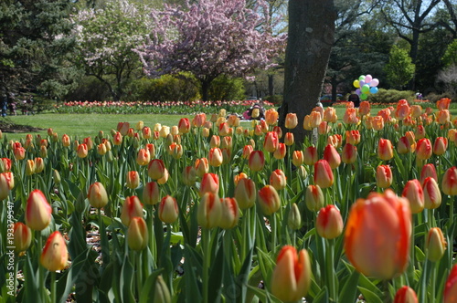 colorful tulips in springtime at sherwood gardens in baltimore maryland photo