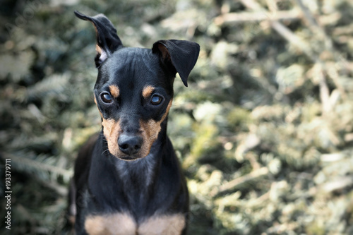 Portrait Hund von oben auf Tannen im Wald