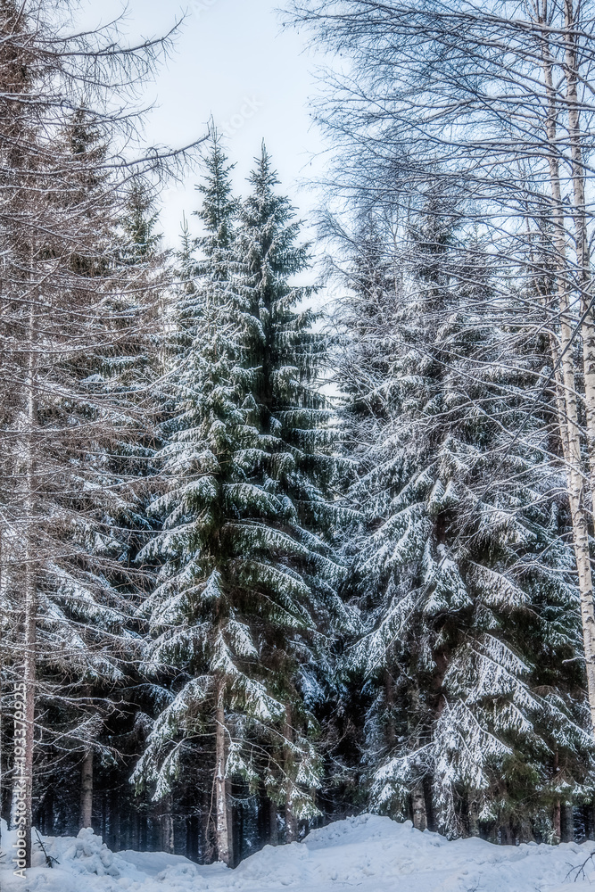 Fototapeta premium Spruce forest is in winter under the snow