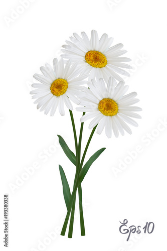 Fototapeta Naklejka Na Ścianę i Meble -  Daisy flower isolated on white background. Chamomile blossom illustration