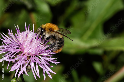 Hornet, bee, bumblebee collects pollen  © Jule