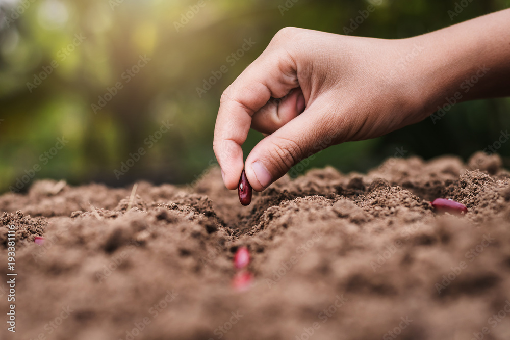 agriculture hand planting seeds red beans in soil agriculture hand planting seeds red beans in soil