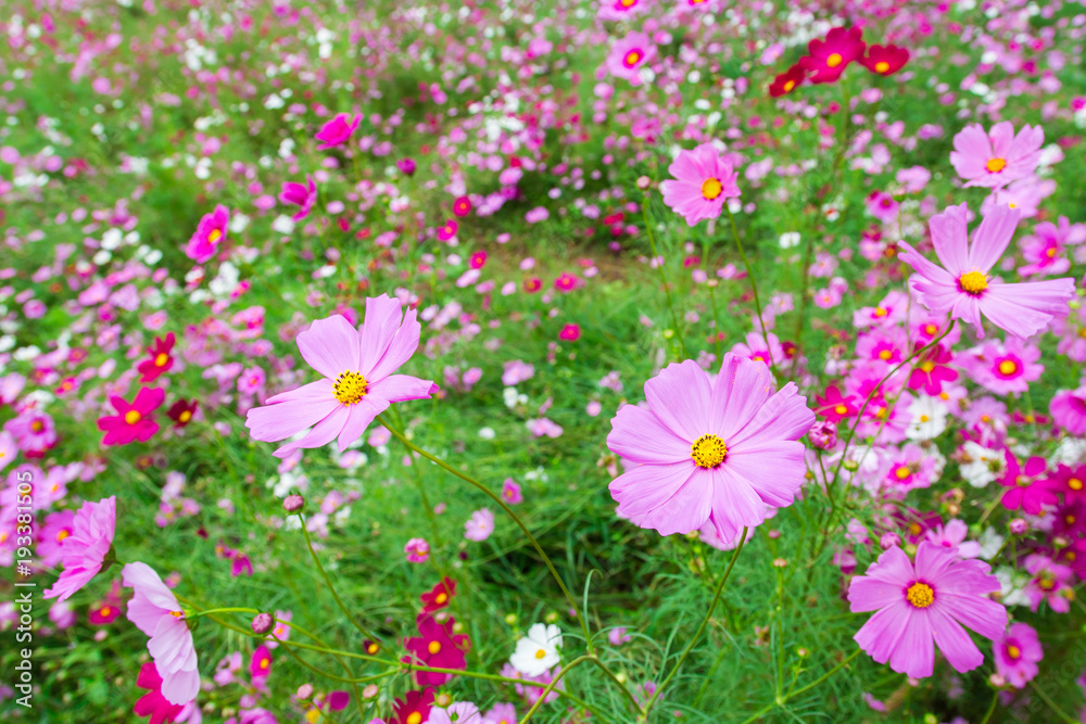 cosmos flower field