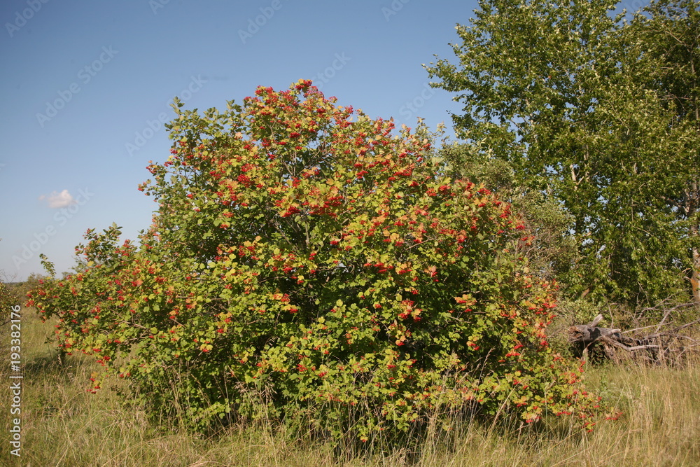 Bush viburnum Bush viburnum