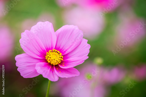 cosmos flower field