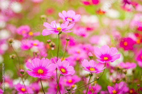 cosmos flower field