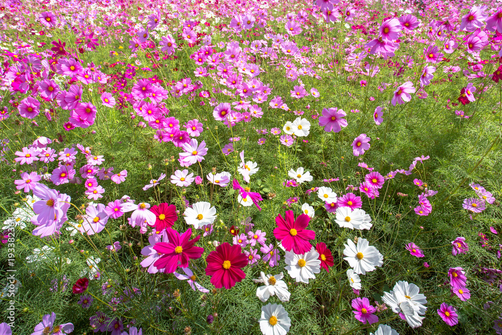 Naklejka premium cosmos flower field