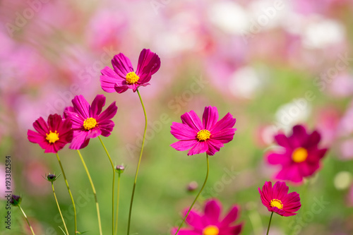 cosmos flower field