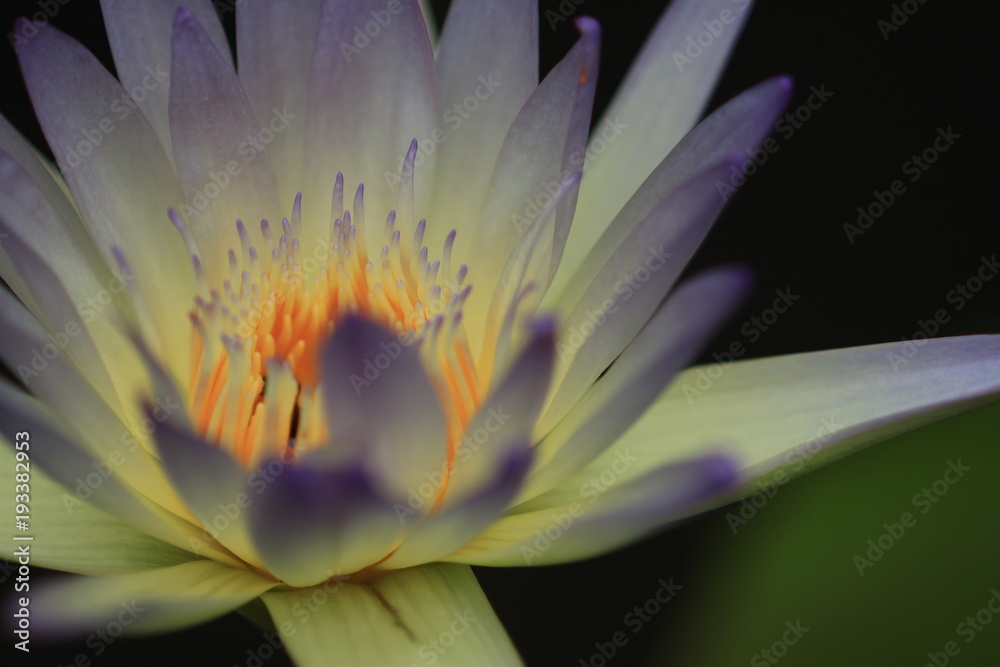 macro photography of the stamens of water lily, Hermine tropical water