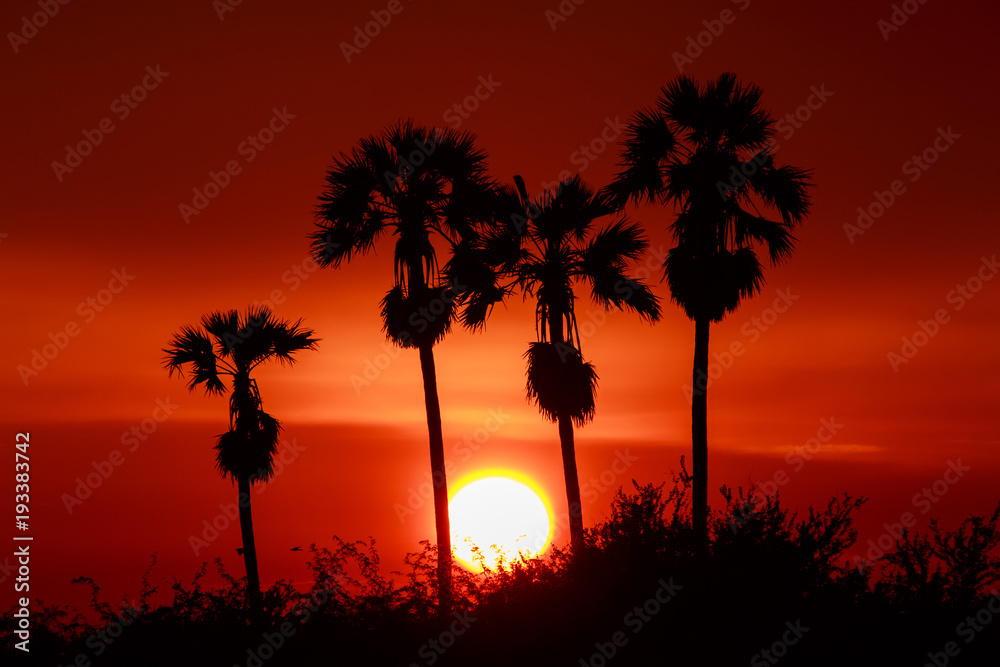 silhouette of sugar Palm tree with sunset