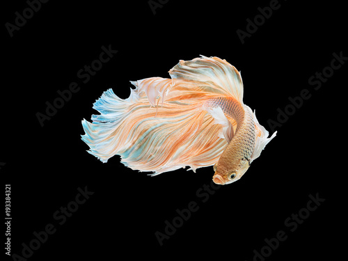 beautiful white Thai fighting fish swimming with long fins and long tail gene. fighting fish isolated on black background. © asiandelight