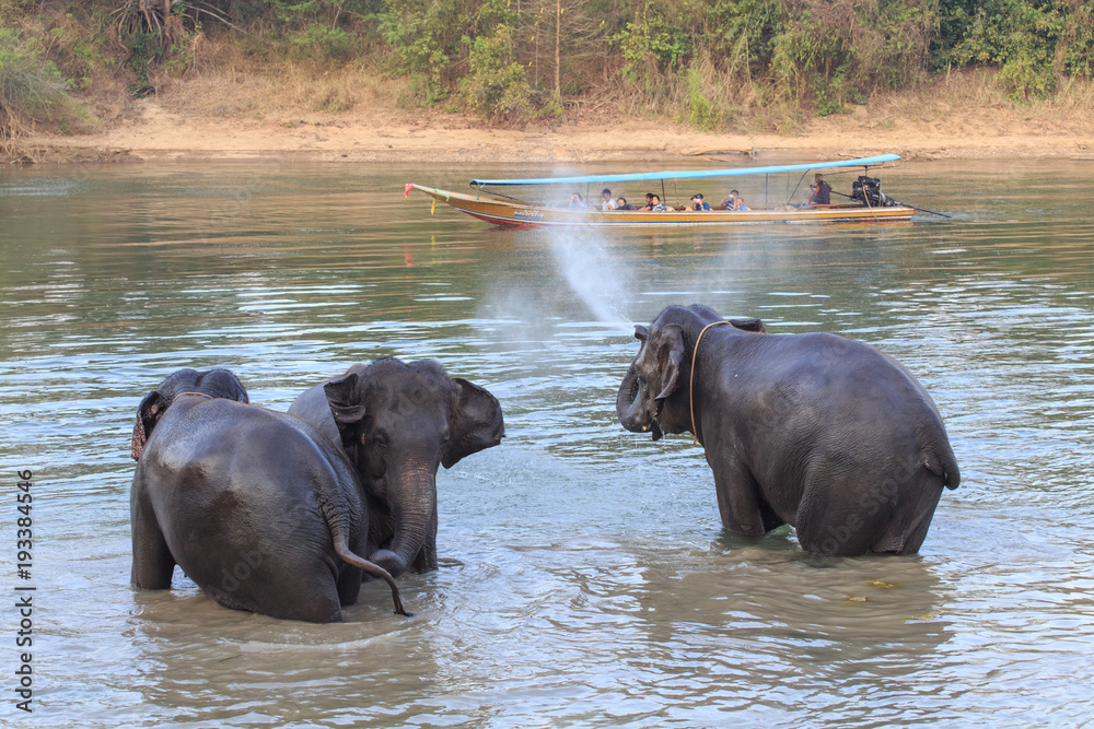 Elephants take a bath in Kwae-noi river. Kanchanaburi, Thailand Elephants take a bath in Kwae-noi river. Kanchanaburi, Thailand