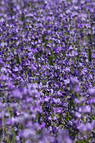 Fototapeta Naklejka Na Ścianę i Meble -  Blooming Lavender plant
