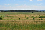 Poland. Grassland (meadow) with forest in the back
