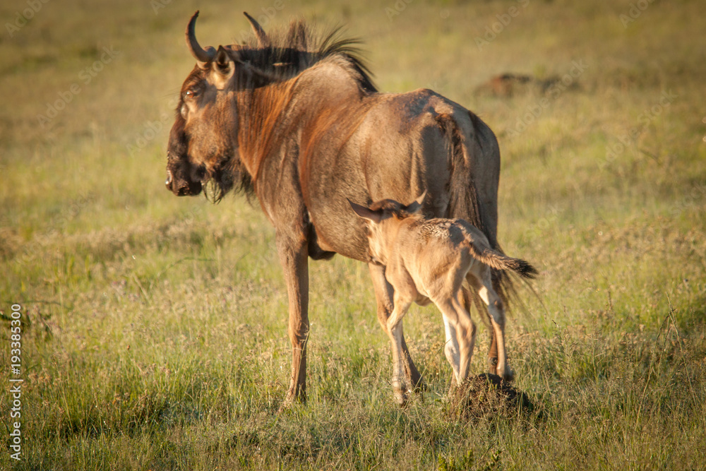 Fototapeta premium Wildebeest and its young
