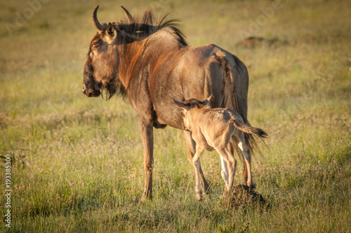 Wildebeest and its young