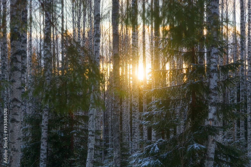 Obraz premium Birch forest is in winter