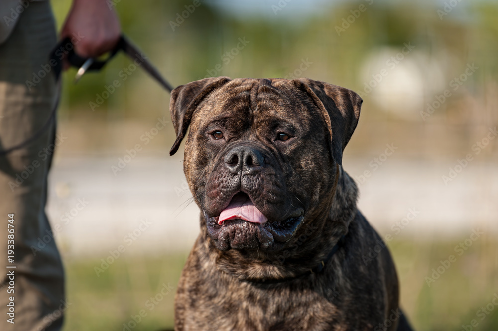 Bullmastiff an der Leine