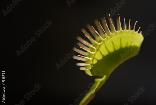 close up photo of venus flytrap, carnivorous plant, with black background and nice lights and shadows
