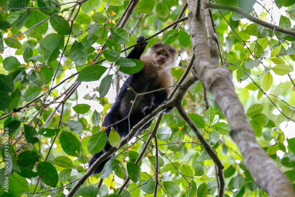 white headed capuchin monkey white headed capuchin monkey