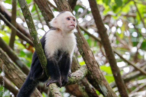 white headed capuchin monkey