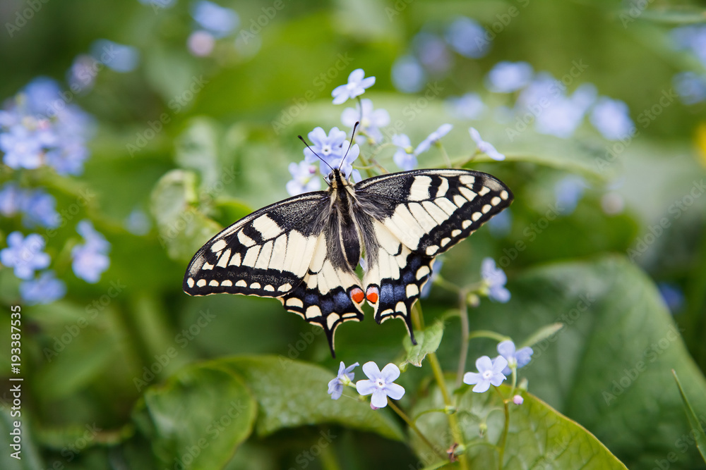 Naklejka premium butterfly swallowtail