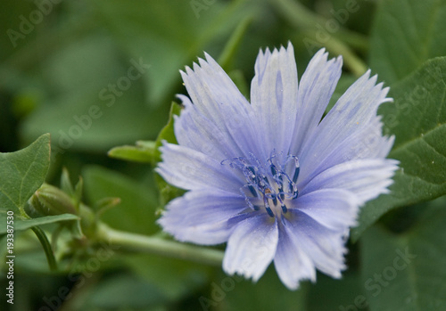 small blue flower close up