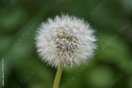 white dandelion with green background