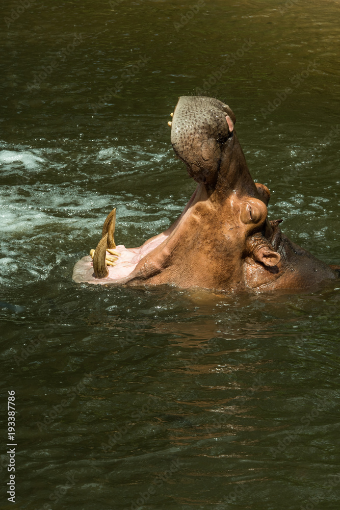 Fototapeta premium Hippo mouth open