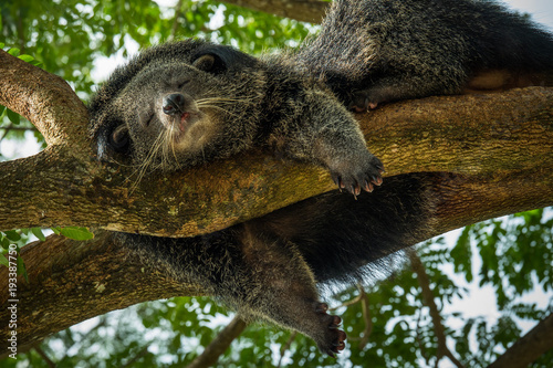 bearcat sleeping in springday
