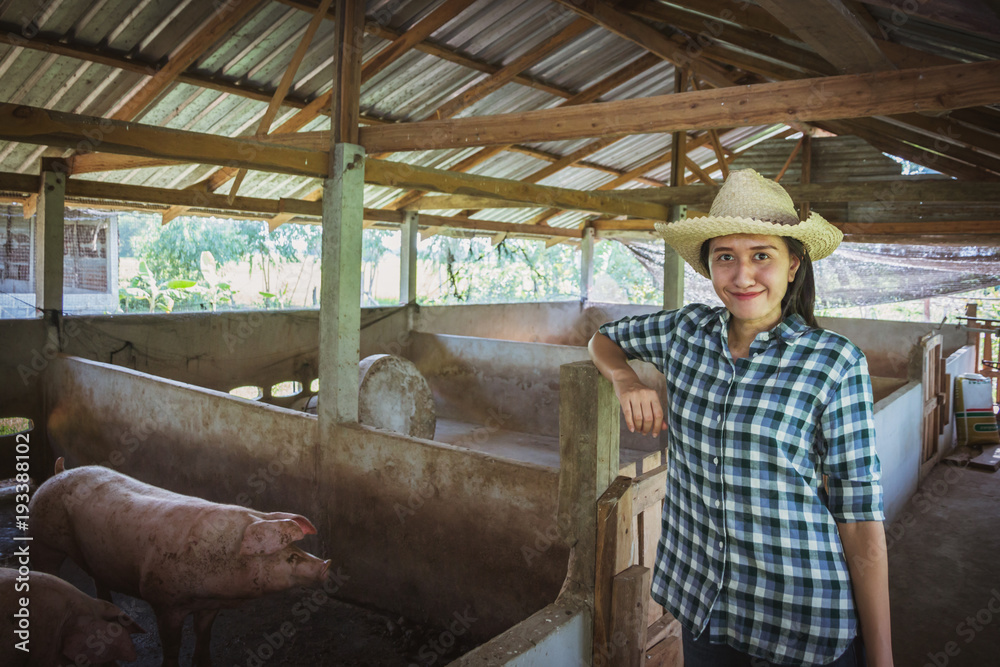 Veterinarian working on check and manage at agriculture farm ;woman inspecting pork plant and inspecting pig. Veterinarian working on check and manage at agriculture farm ;woman inspecting pork plant and inspecting pig.