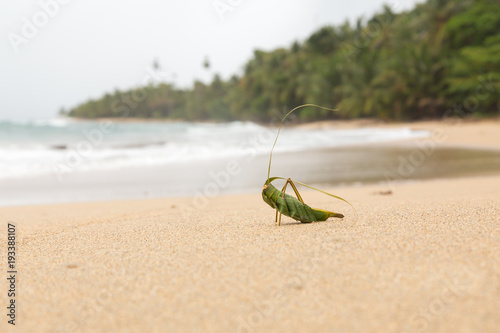Obraz na płótnie fake grasshopper sitting at the