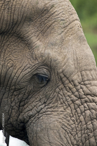 Extreme close up Skin and Eye of African Elephant © lcswart