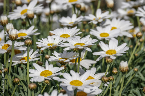 Field of blooming white daisies with dew on petals