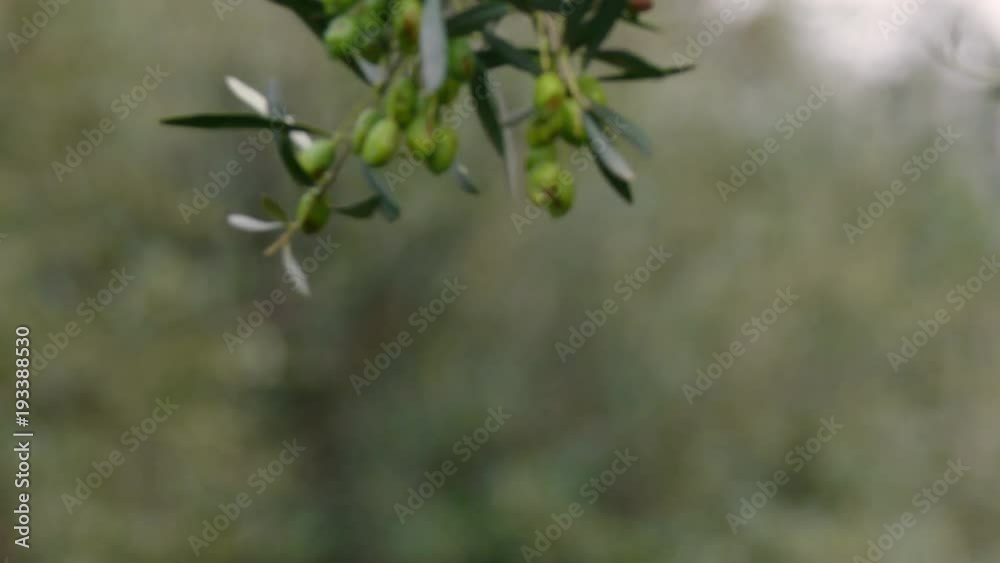 Olive Trees in Crete. Ecological, culture. Olive Trees in Crete. Ecological, culture.