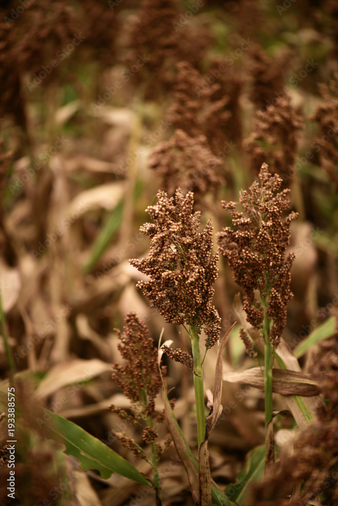 Field of Australian sorghum. Field of Australian sorghum.