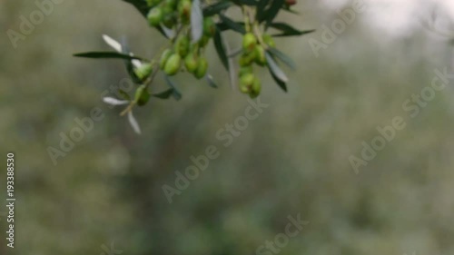 Olive Trees in Crete. Ecological, culture.
