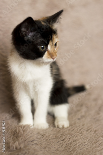 The three-colored kitten looks away. Little cat on the carpet.