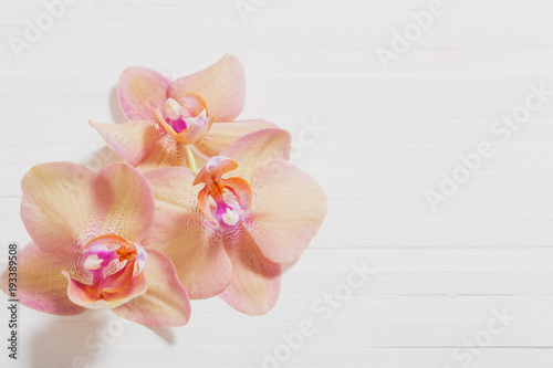 orchids on white wooden background