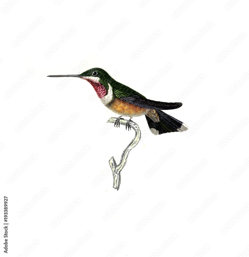 Fototapeta premium Illustration of a Hummingbird.
