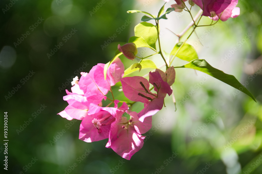 Obraz premium bougainvillier