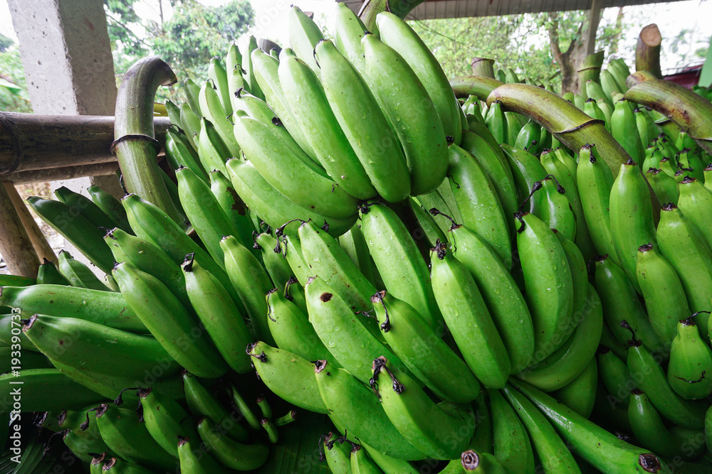 Heap of green banana