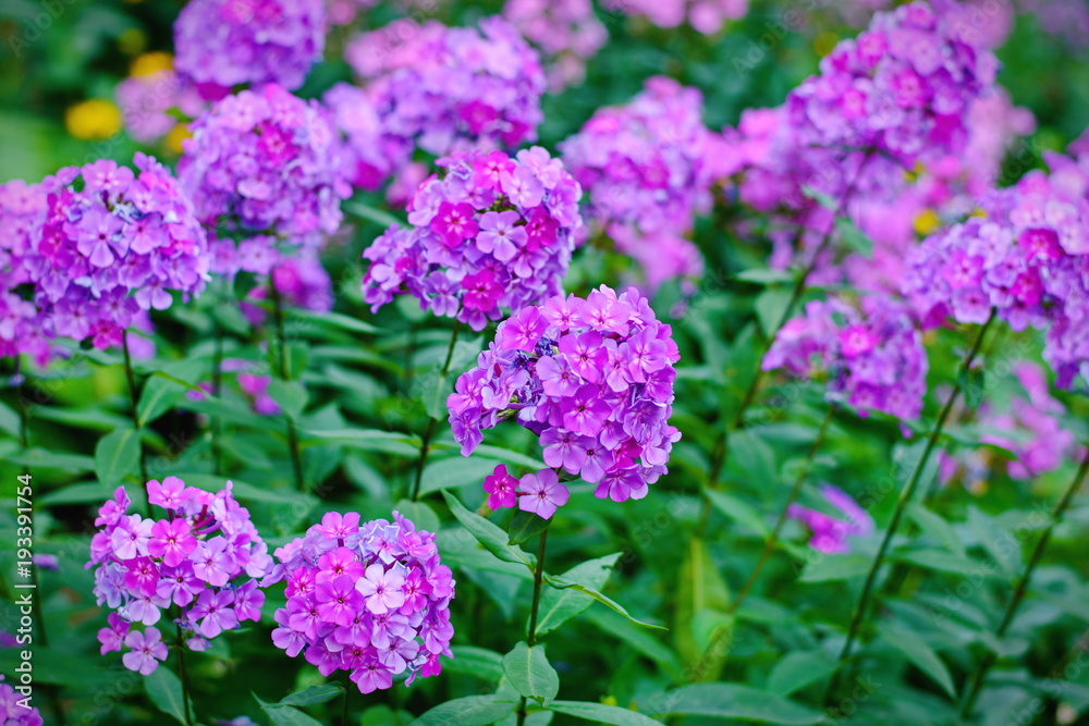 Garden purple phlox (Phlox paniculata), vivid summer flowers Garden purple phlox (Phlox paniculata), vivid summer flowers